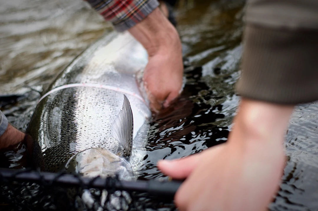 Salmon Steelhead Olive / White